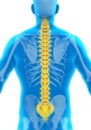 Human Male Spine Anatomy Royalty Free Stock Photo