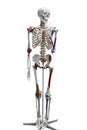 Human medical skeleton