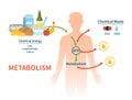 Human metabolism vector banner.