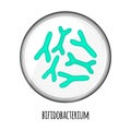 The human microbiome of bifidobacterium in a petri dish. Vector image. Bifidobacteria, lactobacilli. Lactic acid Royalty Free Stock Photo