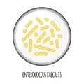 The human microbiome of enterococcus faecalis in a petri dish. Vector image. Bifidobacteria, lactobacilli. Lactic acid