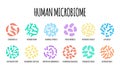 Human microbiome illustration of bacterial species. Vector image. Gastroenterologist. Bifidobacteria, lactobacilli