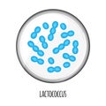 The human microbiome of lactococcus in a petri dish. Vector image. Bifidobacteria, lactobacilli. Lactic acid bacteria Royalty Free Stock Photo