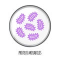 The human microbiome of proteus mirabilis in a petri dish. Vector image. Bifidobacteria, lactobacilli. Lactic acid Royalty Free Stock Photo