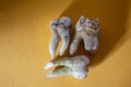 Human molars with tooth roots Royalty Free Stock Photo