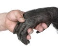 Human and monkey joining hands Royalty Free Stock Photo