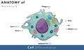 Human monocyte immune cell. Royalty Free Stock Photo