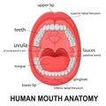 Human mouth anatomy, open mouth with explaining Royalty Free Stock Photo