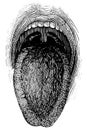 Human mouth. Illustration of the 19th century.