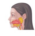 Salivary Gland