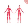 Human muscle body anatomy. Vector flat color illustration. Full length anatomic female character. Woman front and back skinless