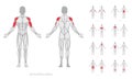 Human muscles anatomy model vector Royalty Free Stock Photo
