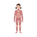 Human muscular system Royalty Free Stock Photo