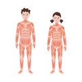 Human muscular system Royalty Free Stock Photo