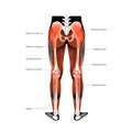 Muscular system legs Royalty Free Stock Photo