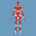 Human muscular system illustration Royalty Free Stock Photo