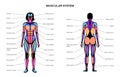 Human muscular system Royalty Free Stock Photo