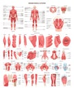 Human muscular system set. Front and back view. Smooth muscle tissue