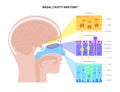 nasal cavity anatomy Royalty Free Stock Photo