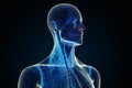 Anatomy of the Human Neck Detailed 3D Illustration Featuring Muscles, Veins, Arteries, Trachea, and Esophagus Royalty Free Stock Photo