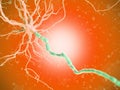 a human nerve cell Royalty Free Stock Photo