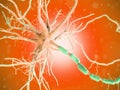 a human nerve cell Royalty Free Stock Photo