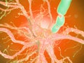 a human nerve cell Royalty Free Stock Photo