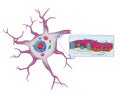 Human nerve cell with plasma membrane