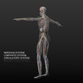 Human nervous, lymphatic and circulatory system Royalty Free Stock Photo