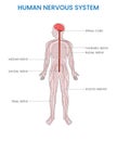 Human nervous system, Complex network coordinating body functions, transmitting signals for communication