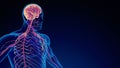 Human nervous system medical background