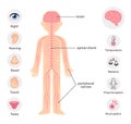 Human nervous system