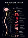 Human Nervous System Infographics Royalty Free Stock Photo