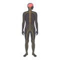 Human nervous system Royalty Free Stock Photo