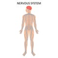 Human nervous system. Medical Education Chart of Biology for Nervous System Diagram. Vector illustration Royalty Free Stock Photo