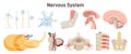 Human nervous system organs set. Parasympathetic and sympathetic