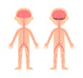 Human Nervous System. Template, Diagram for Lesson of Anatomy and Biology. Front and Back View. Education for Children. Cartoon Royalty Free Stock Photo