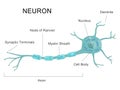 Human Neuron Structure Nerve Cell Medical Chart Royalty Free Stock Photo