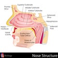 Human Nose