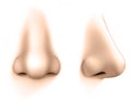 Human nose isolates on white background