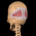 Human occipital muscle on skeleton