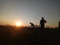 human old sunset ricefield working