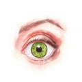 Human open green eye.
