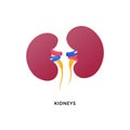 Human organ collection. Vector flat modern anatomical icon color illustration. Red kidneys isolated on white background. Health Royalty Free Stock Photo