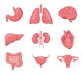 Human organ set. Heart, brain, lungs, liver, stomach, intestines, bladder, kidneys, uterus and ovaries. Internal organs. Design