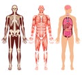 Human organ skeleton and muscular system vector illustrations