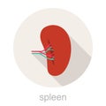 Human organ spleen flat design icon, vector illustration