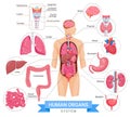 Human organ system vector illustrations