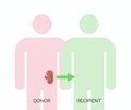 Human organ transplantation concept