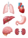 Human organs. Anatomical medical illustrations stomach heart kidney brain vector illustrations Royalty Free Stock Photo